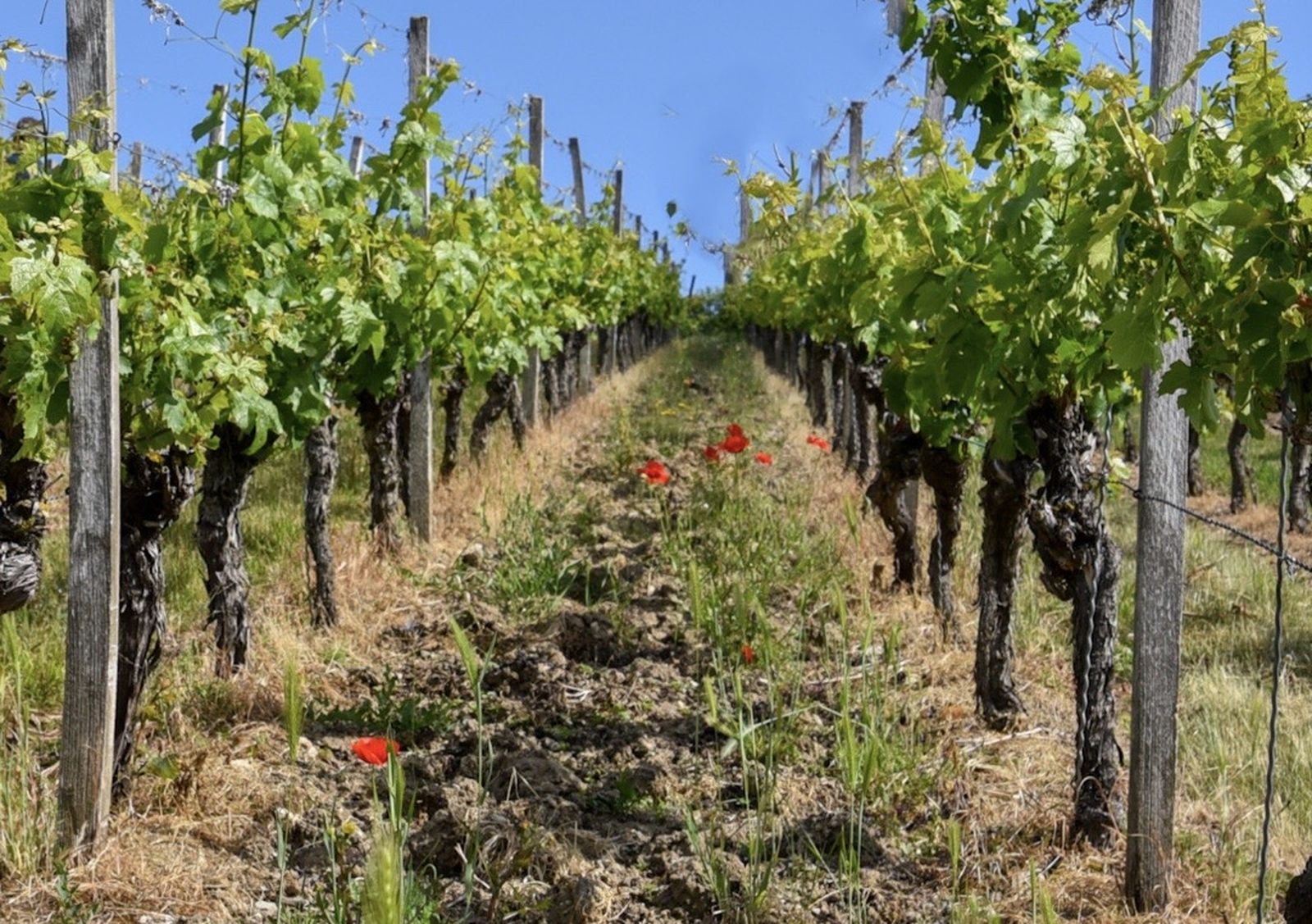Vine rows in the vineyard
