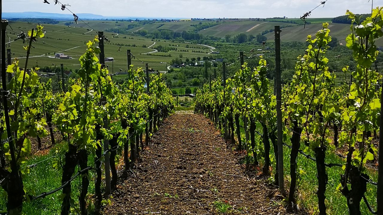 Vineyard with vine rows